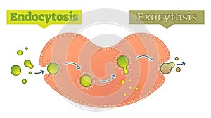 Endocytosis and exocytosis diagram vector illustration photo