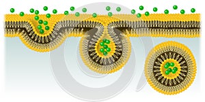 Endocytosis