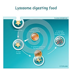 Endocytosis. Lysosome digesting food photo