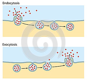 Endocytosis, exocytosis. The cell transports proteins into the cell