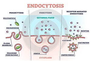 Endocytosis process with closeup cell side view in anatomical outline diagram