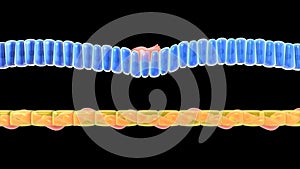 Endoderm and mesoderm