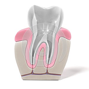 Endodontics - root canal procedure