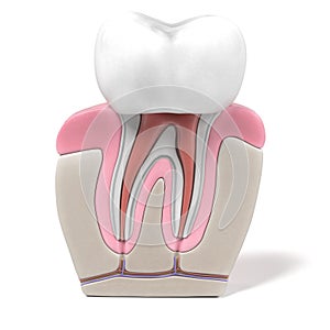 Endodontics - root canal procedure