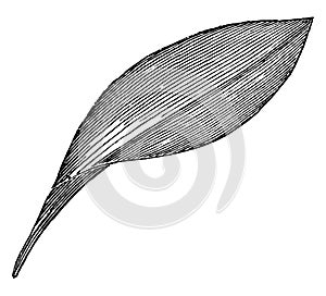 Endogenous Leaf vintage illustration