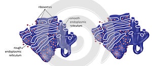 Endoplasmic reticulum