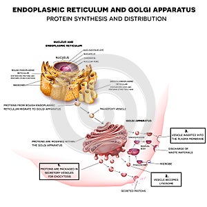 Endoplasmic reticulum and Golgi Apparatus photo