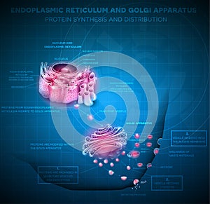 Endoplasmic reticulum and Golgi Apparatus photo