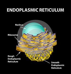 Endoplasmic reticulum structure Infographics. Vector illustration photo