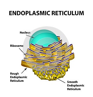 Endoplasmic reticulum structure. Infographics. Vector illustration on isolated background photo