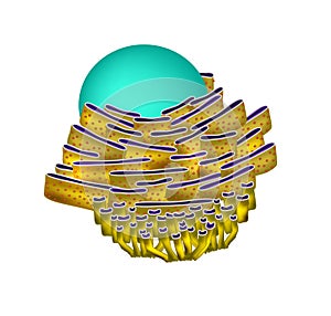 Endoplasmic reticulum structure. Infographics. photo