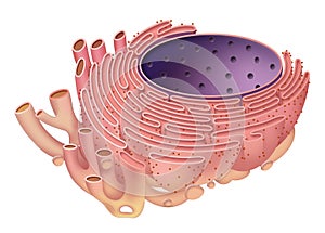 The endoplasmic reticulum is a type of organelle mad Ã¢â¬â rough endoplasmic, and smooth endoplasmic reticulum photo