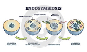 Endosymbiosis process stages with symbiotic living organisms outline diagram