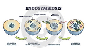 Endosymbiosis process stages with symbiotic living organisms outline diagram photo