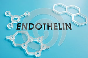 Endothelin word on the blue surface and molecule models.