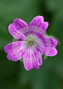 Endres cranesbill
