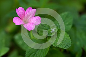Endres cranesbill with leaves (lat. Geranium endressii)