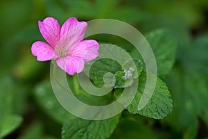 Endres cranesbill with leaves (lat. Geranium endressii)