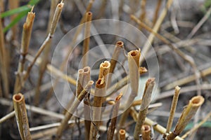 The ends of the straw from the cut ears of wheat barley rye stick out grow out of the ground