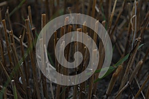 The ends of the straw from the cut ears of wheat barley rye stick out grow out of the ground