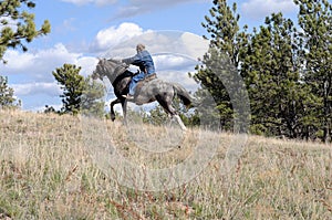 Endurance ride wild horse breed photo