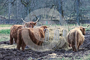 Enduring Grazers: Highland Cattle in Tough Terrains
