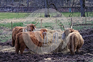 Enduring Grazers: Highland Cattle in Tough Terrains