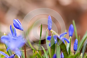 Endymion non-scriptus wood flower as close-up macro in blooming blue and violet shows spring time in full blow as bluebell flower