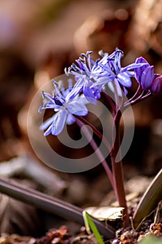 Endymion non-scriptus wood flower as close-up macro in blooming blue and violet shows spring time in full blow as bluebell flower