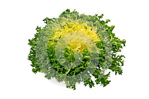 Endyve or cichorium endivia salad head isolated on white
