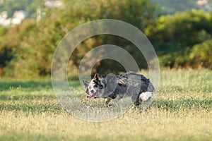 An energetic Border Collie dog dashes across a sunlit field