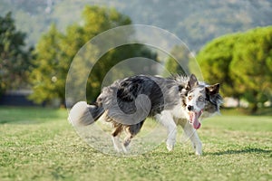 An energetic Border Collie dog dashes across a sunlit field