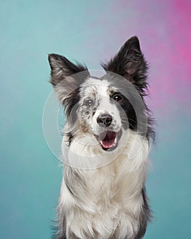 Energetic Border Collie in studio. The fluffy dog grins, with a pastel backdrop