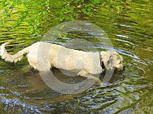Energetic dog cooling down in creek