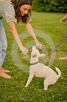 Dog Parson Russell Terrier breed is playing in green park with his owner. Summer time or beginning of autumn. Nature