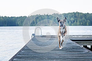 Energetic Dog running on dock at lake