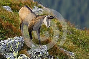 Energetic tatra chamois descending down the slope with rock and green grass.