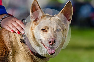 The energetic thirteen year old  half-breed dog is looking up.