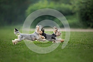 Energetic Yorkshire Terrier in mid-run, focused and playful.