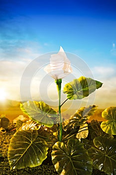 Energy concept, earth friendly light bulb plant