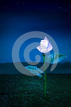 Energy concept, earth friendly light bulb plant at night