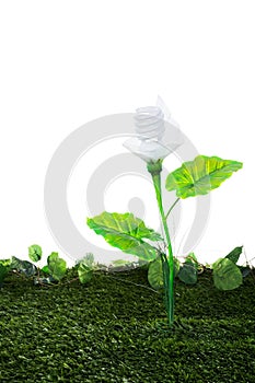 Energy concept, earth friendly light bulb plant, on white