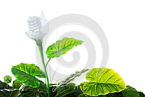 Energy concept, earth friendly light bulb plant, on white