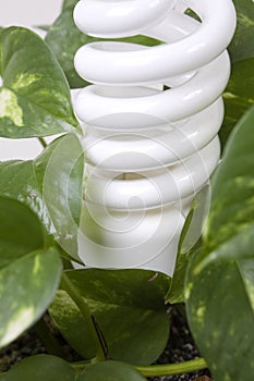 Energy efficient light in plant