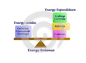 Energy intake and Energy expenditure