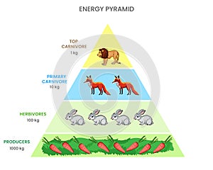 Energy pyramid or Food pyramid Shows energy flow through trophic levels, diminishing with each transfer