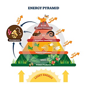 Energy pyramid vector illustration. Labeled biomass representation graphic.