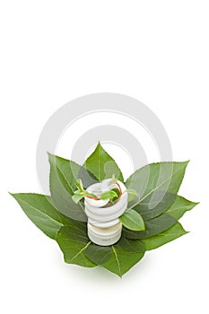 Energy saving light bulb on green leaves