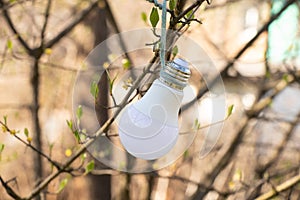 Energy-saving light bulb hanging on a rope on a tree in the afternoon