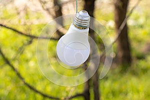 Energy-saving light bulb hanging on a rope on a tree in the afternoon